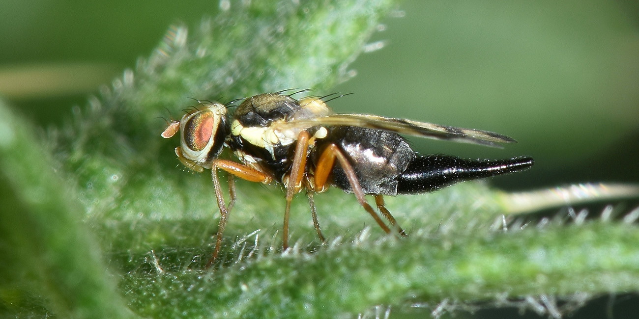 Tephritidae: Urophora stylata?  S !